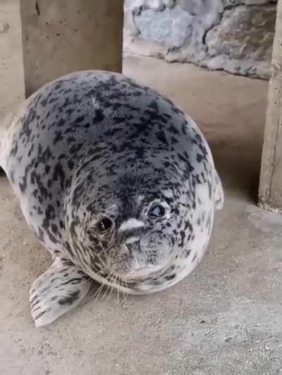 Seal that thinks it’s a dog