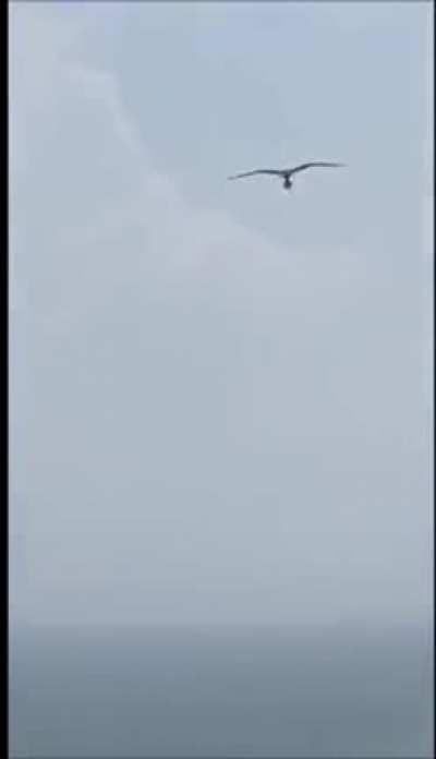 🔥 A condor carrying a fish at the beach 🔥