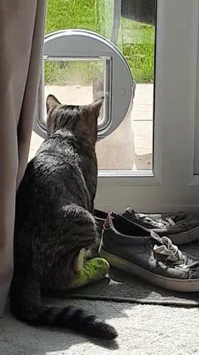 My cat hurt his leg so couldn't go outside but his friend 'Buddy' kept coming to check if he was okay