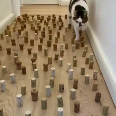 Cat doing an obstacle course like it's nothing