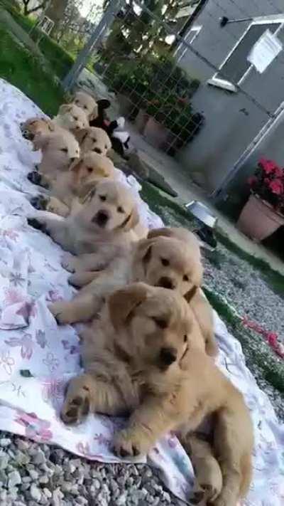 waking the puppies up