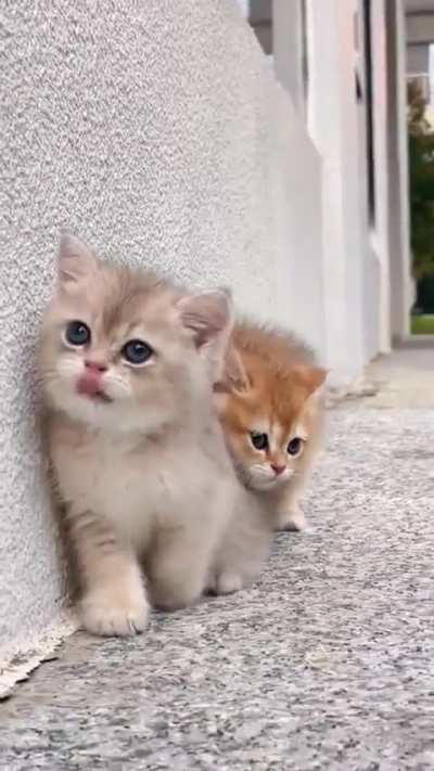 Cute cat video