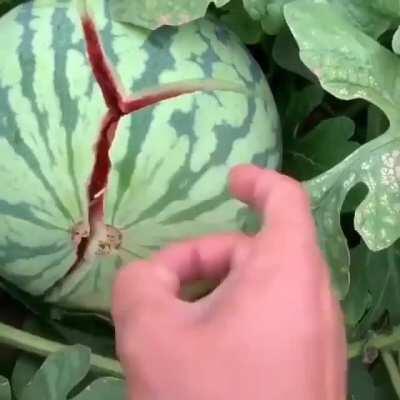 Opening a watermelon