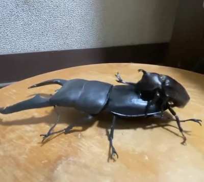 Rhinoceros Beetle Having Fun With His Toy