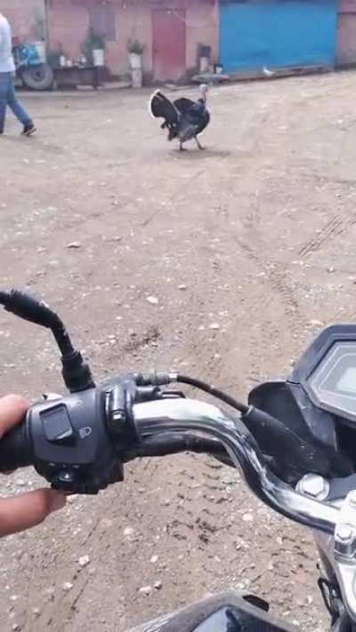 This turkey reacting to my horn