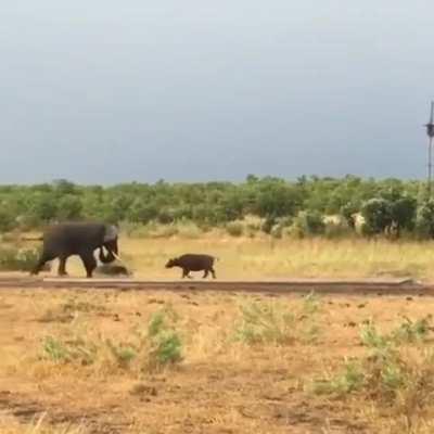 Elephant backs down when it gets charged by a baby water buffalo!