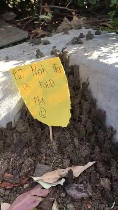 This toad ramp my kids made to help some baby toads get out of a parking lot they'd fallen into