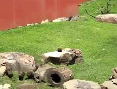 A herd of otters chasing the butterfly around