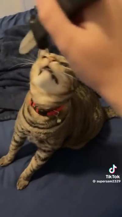 SiCK fUCK StAbs INNocEnt CaT wITH ShARP KniFe