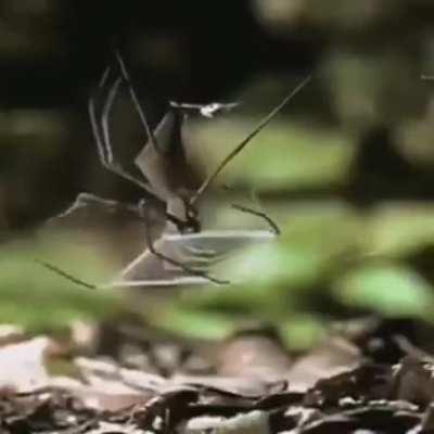 🔥 Deinopis, gladiator spider also known as net-casting spiders. They catch their prey using a specially spun 