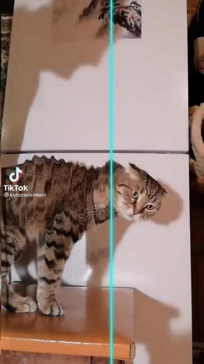 Jurassic cat