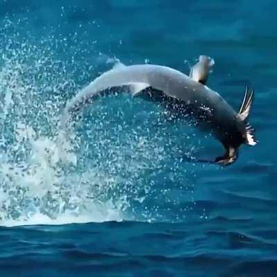 🔥 Fish eats Bird / Giant Trevally vs Tern