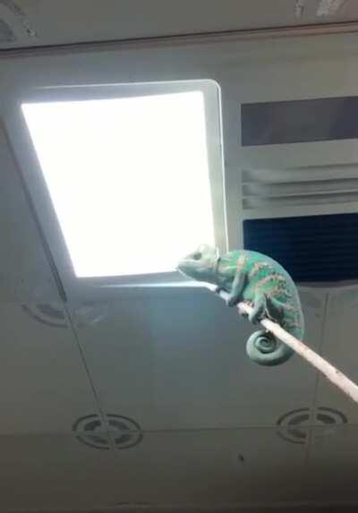 Using a Chameleon to get rid of bathroom flies