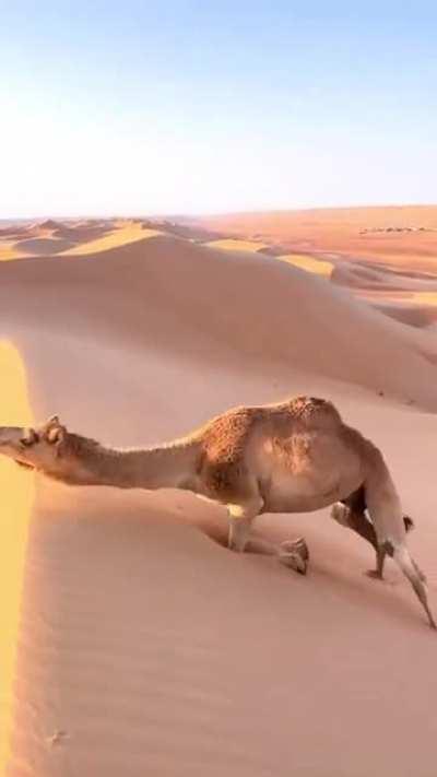 🔥 This is how camels climb steep sand dunes