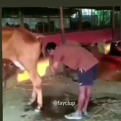 Cow