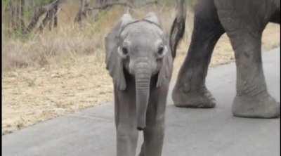 Elephant pregnancies last nearly 2 years before giving birth to 200lb/90kg calves. Upon birth, elephants are nearly blind. Instead of relying on sight, they use their trunks and guidance from their mothers to navigate the world.