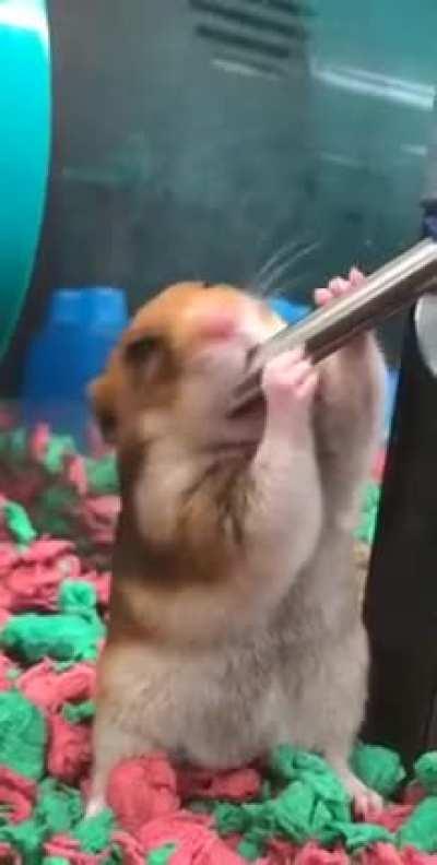 Thanks I hate hamsters drinking