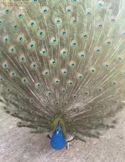 🔥 Peacock unfurls its mesmerizing feathers