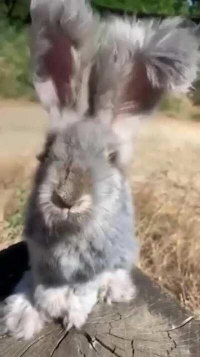 Fluffy bunny