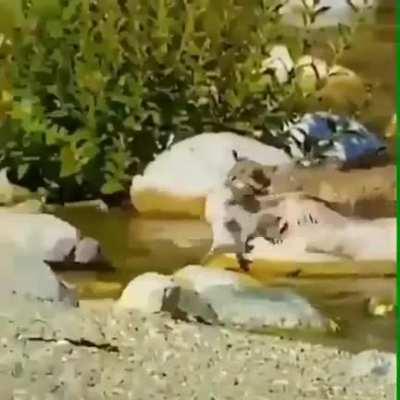 Bobcat catches two birds in one attack.