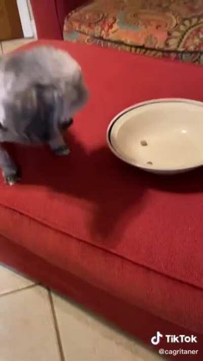 Dog during a diet