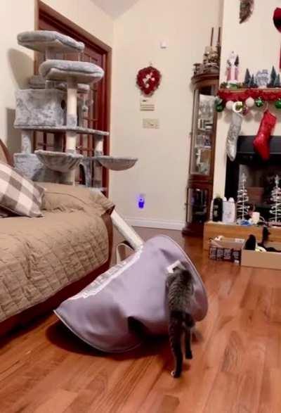 Hold my catnip while I become a roomba