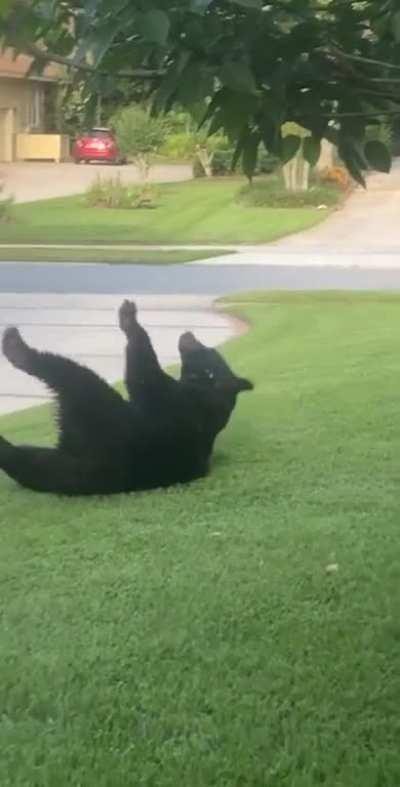 Three-legged black bear doing somersaults outside my window!