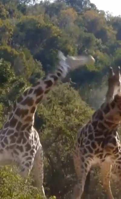 🔥 Giraffe fighting