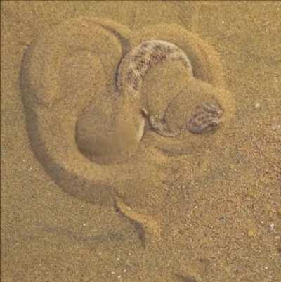 🔥 How a Sand Viper conceals itself to ambush prey