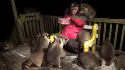 Just a simple man feeding his raccoons nightly for 33 years