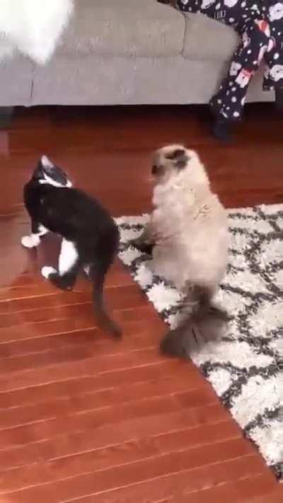 Cat trying out techniques during sparring.