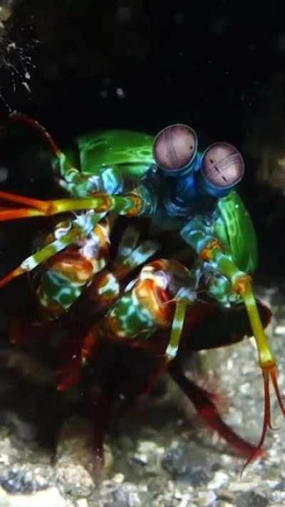 🔥Peacock Mantis Shrimp have the most complex set of eyes in the animal kingdom