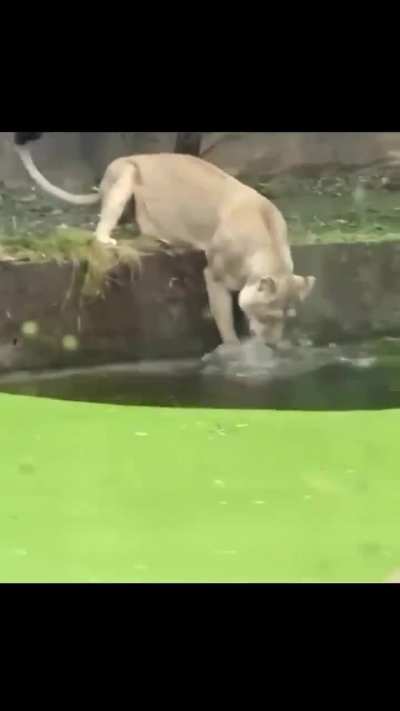 Mother accidentally pushes kid in water