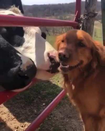 Pupper being groomed by some happy cows