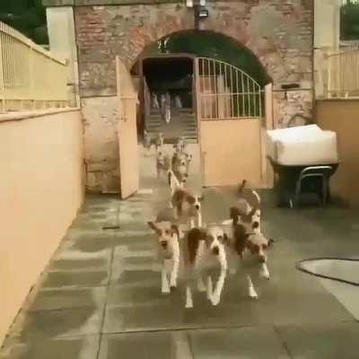 Gang of puppers