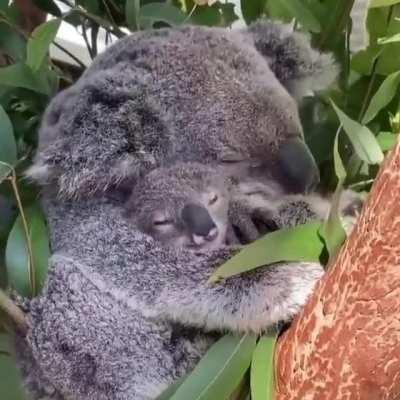 Koala momma and her joey