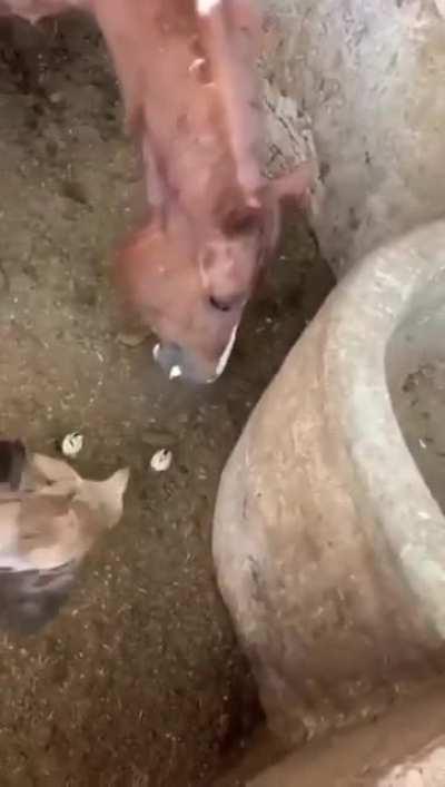 Horse eats chick in front of hen