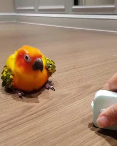 Adorable bird does a little dance after playing with tape measure