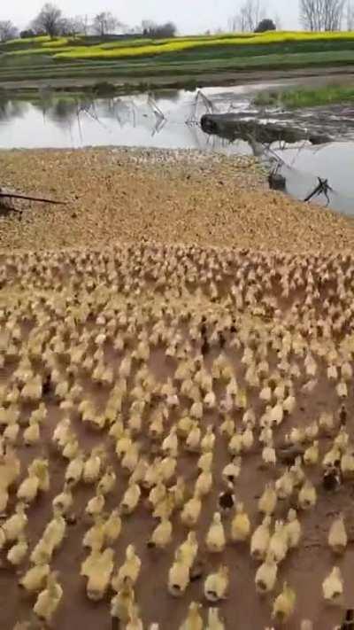 Ducklings running into the water