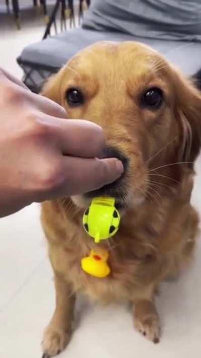 That's how a dog learns to blow a whistle.