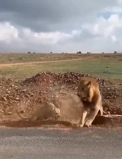 Lioness protects her cubs from a young lion 