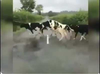 These calves think they have to jump over the white line to get across the road