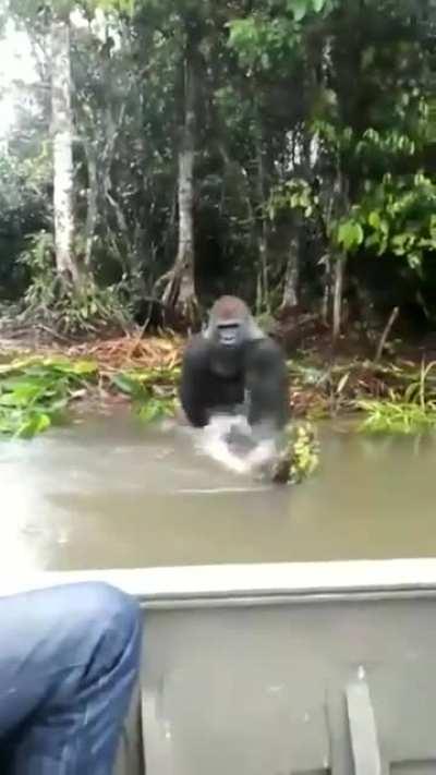 Gorilla splashing water on the boat