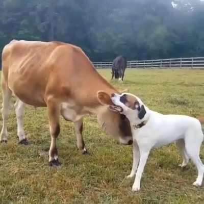 Cows are like big dogs