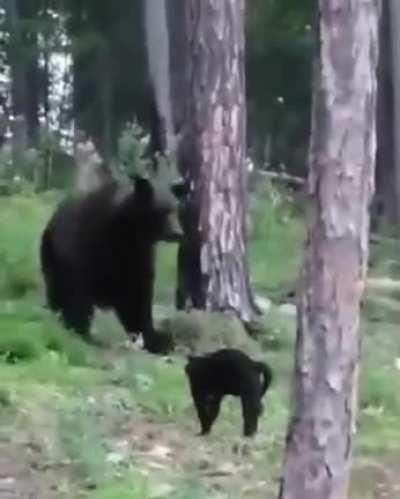 🔥 Fearless cat standoff with a bear