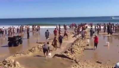 Humans save a beached Great White