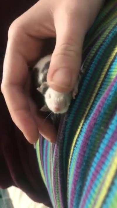 Moo man the hand raised mouse enjoying some good cuddles! Does anyone else’s mouse “purr” when being pet? He makes clicking noises but only when being pet. No URI or anything like that.