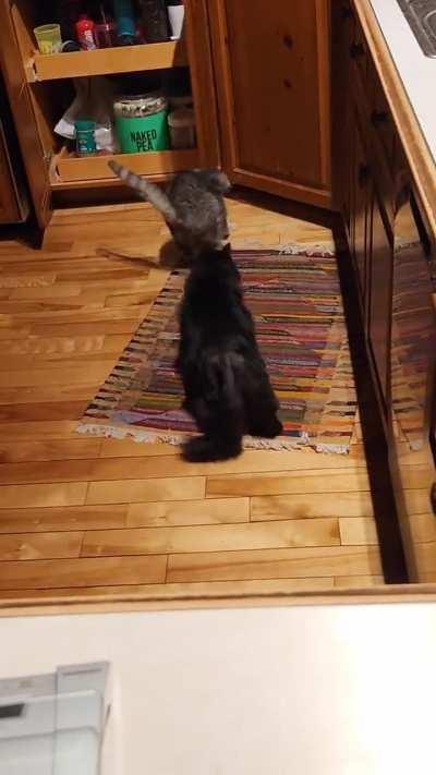 Kitten attacks then gets instant karma