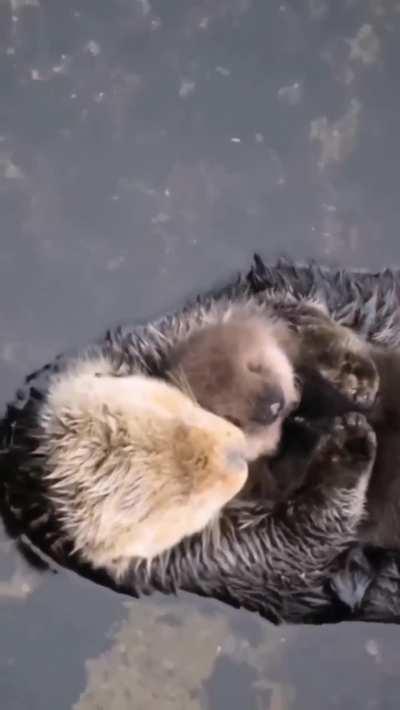 The sea otter with her pup