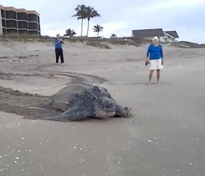 Leatherback Sea Turtle. The largest turtle in the sea